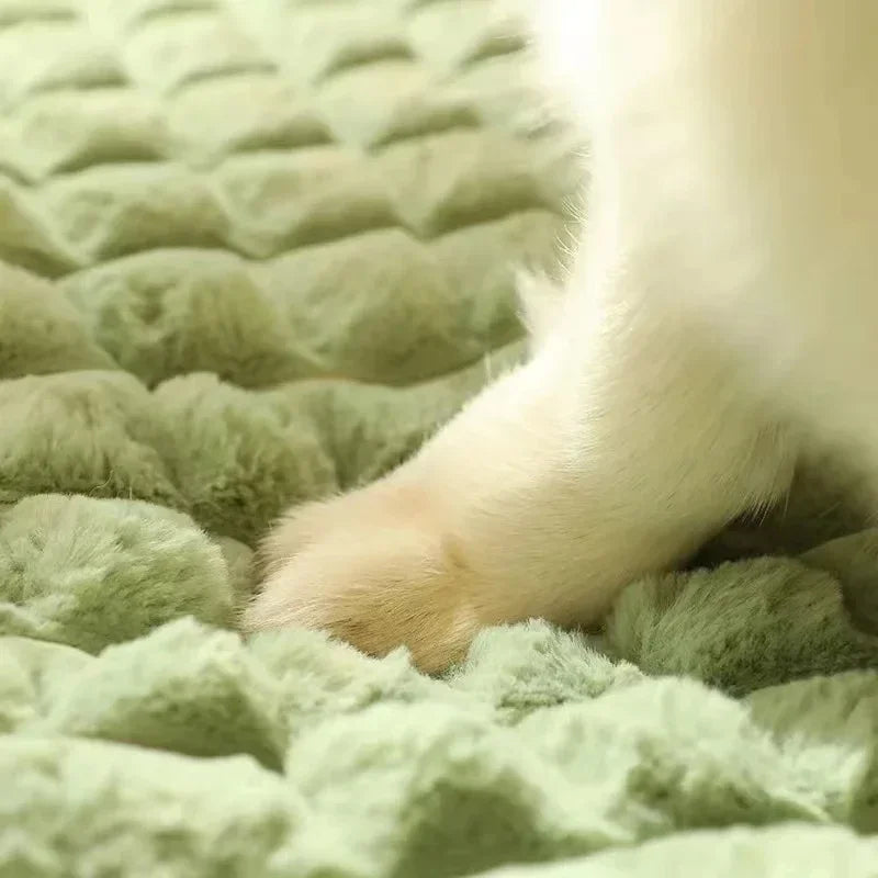 Comfort Cloud Rest